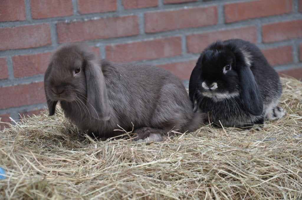 Jonge nederlandse hangoor dwerg NHD koppel gecastreerd, Meerdere dieren, Dwerg, Hangoor, 0 tot 2 jaar