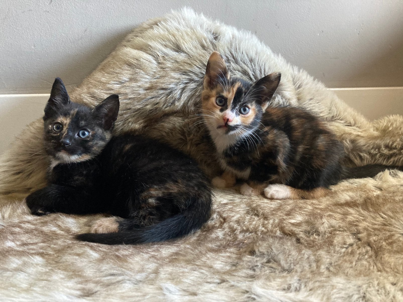 5 prachtige kittens, Meerdere dieren, Kortharig, 0 tot 2 jaar