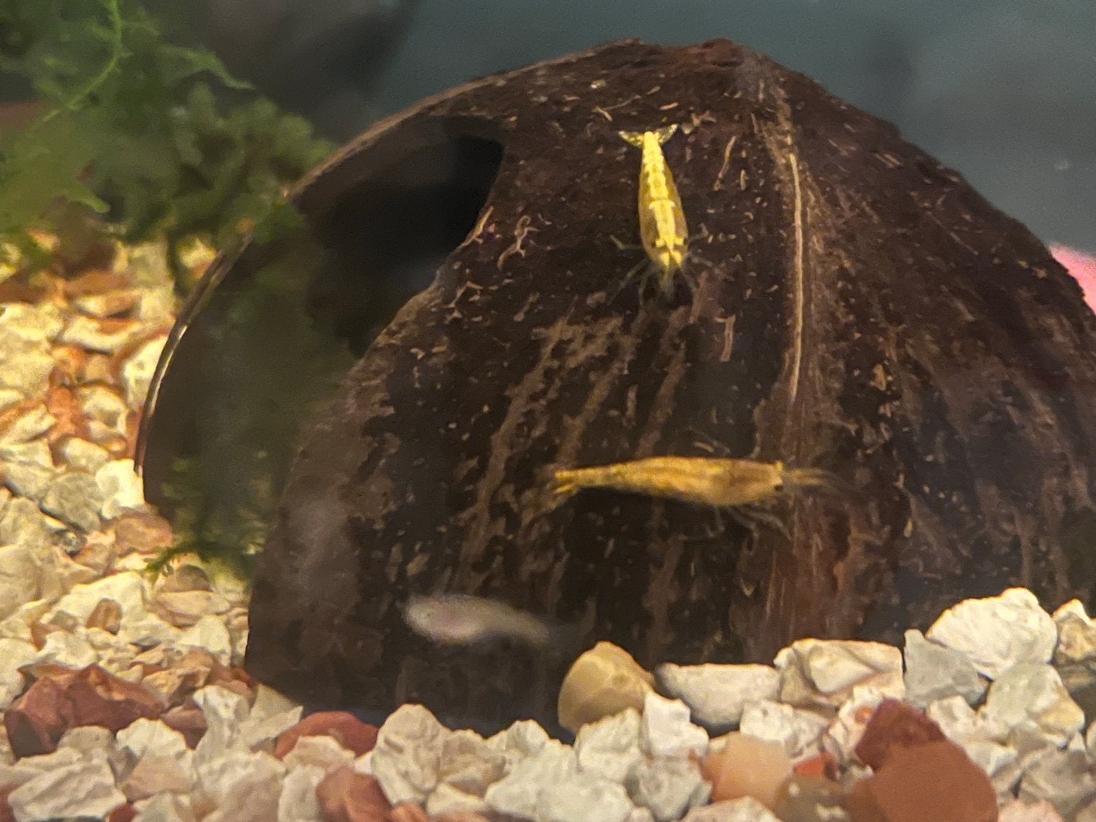 YELLOW FIRE NEON BACKSTRIPE HIGH GRADE GARNALEN M EN L, Dieren en Toebehoren, Vissen | Aquariumvissen, Kreeft, Krab of Garnaal