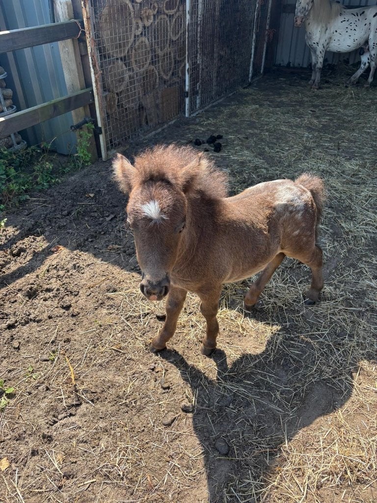 Hengst veulentjes van Shetlander, Dieren en Toebehoren, Merrie, Dressuurpony, Niet van toepassing, 0 tot 2 jaar