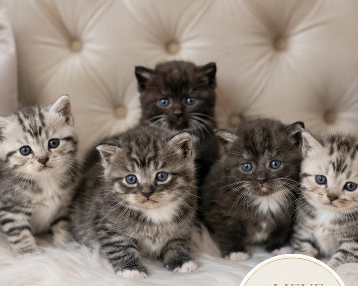 BRITSE KORTHAAR KITTENS🐱✨, Meerdere dieren, 0 tot 2 jaar
