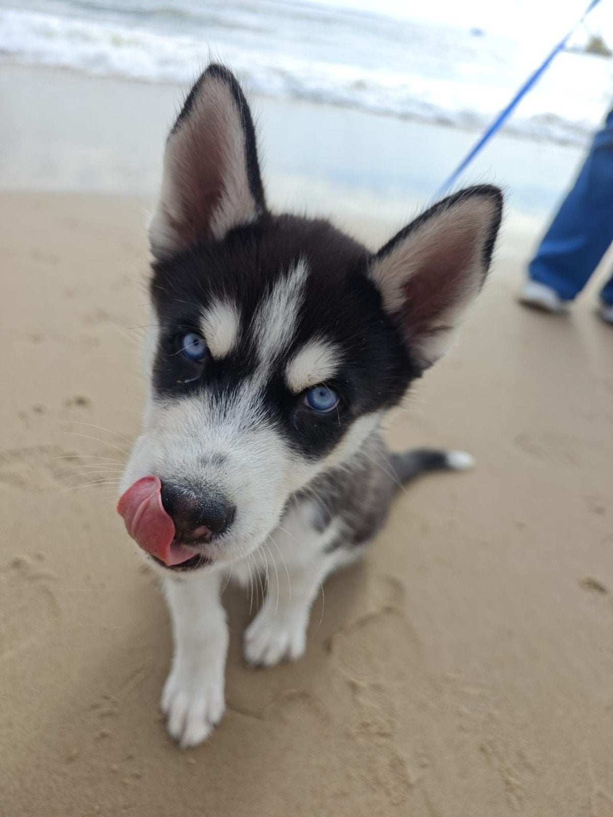 Husky pup, Dieren en Toebehoren, Parvo, 8 tot 15 weken, Eén hond, Nederland