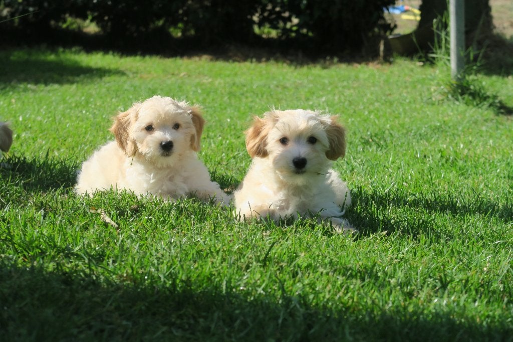 Boomer pups ( Maltezer x Maltipoo ), Poedel, Parvo, Nederland, 8 tot 15 weken
