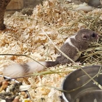 Graphiurus murinus, Dieren en Toebehoren, Juli, Meerdere dieren, Overige typen