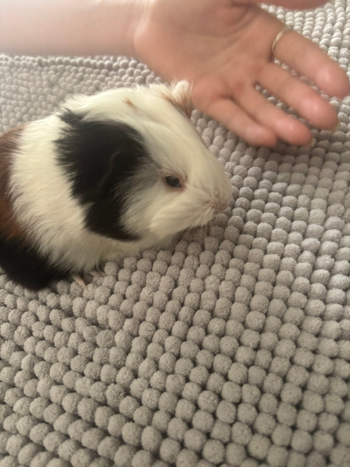 2 mooie cavia mannen beschikbaar.Geboren in juni.Koopje. Zsm, Dieren en Toebehoren, Juni, Mannelijk, Cavia