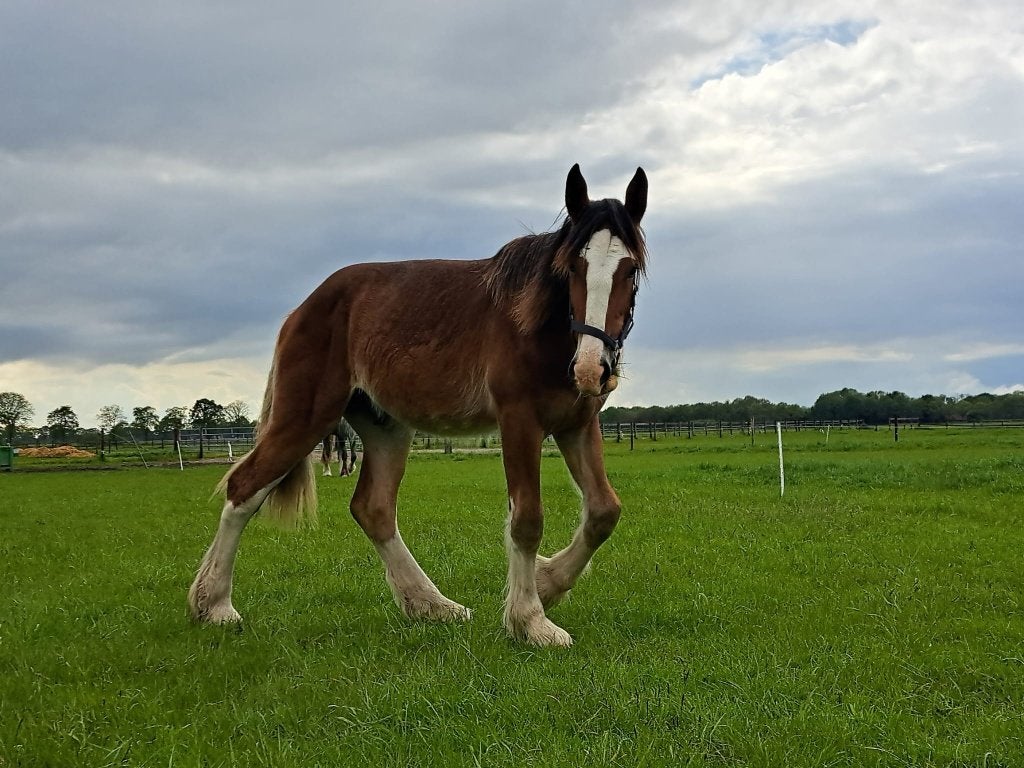 Te koop lieve shire jaarling, Minder dan 160 cm, Met stamboom, 0 tot 2 jaar, Hengst
