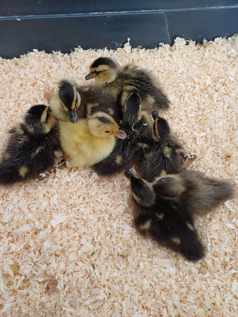 Indische loopeenden kuikens kuikentjes, Dieren en Toebehoren, Pluimvee, Meerdere dieren, Eend
