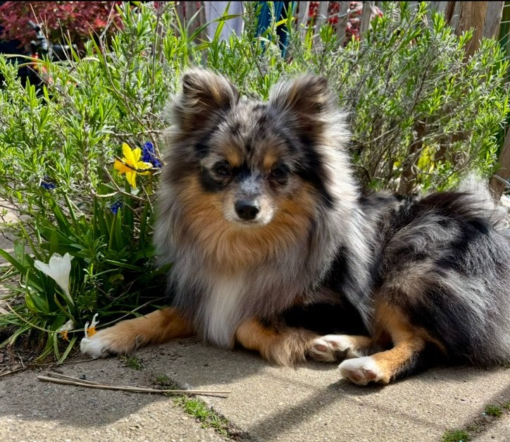 Lief thuis gezocht voor Pomeriaan x Chihuahua (pomchi), Dieren en Toebehoren, Overige rassen, 1 tot 2 jaar, Teef, Eén hond