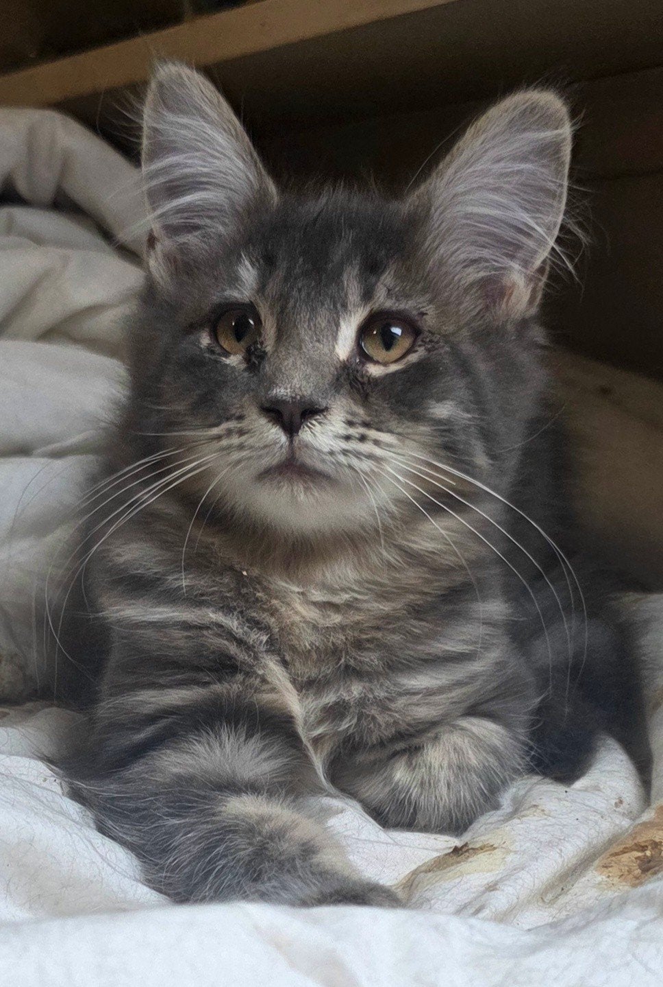 1 heel mooi Maine Coon poesje, Meerdere dieren, Gechipt, 0 tot 2 jaar