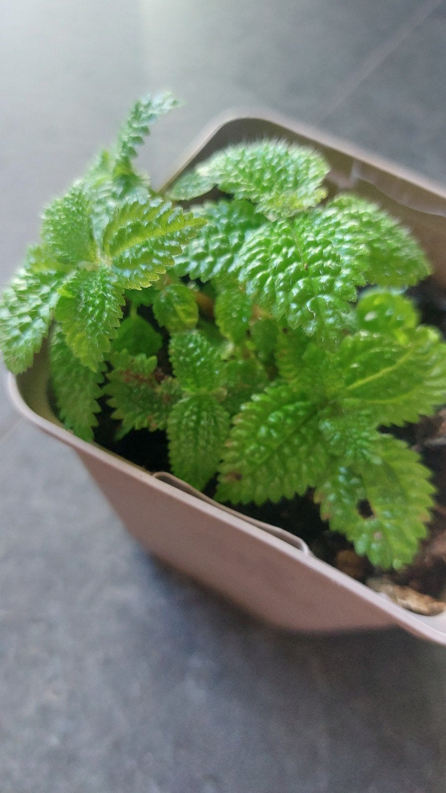 pilea moon valley, Ophalen of Verzenden