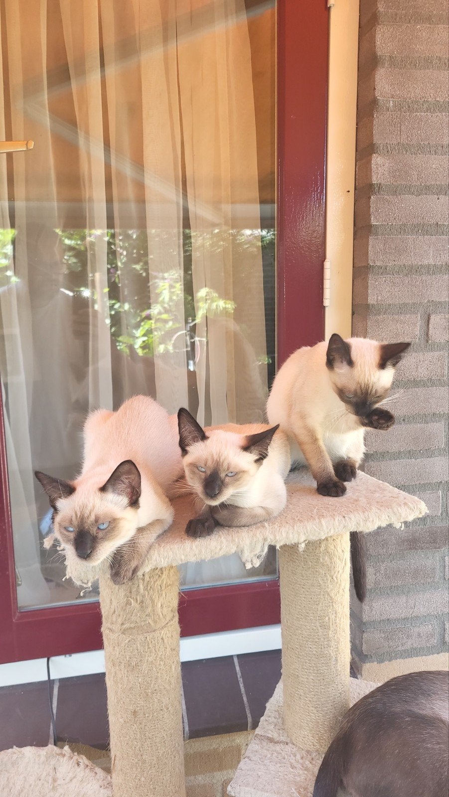Thai Siamees kittens 3 meisjes, Dieren en Toebehoren, Katten en Kittens | Raskatten | Korthaar, Meerdere dieren, Ontwormd