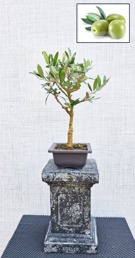 Bonsai Olijfboompje- Olea Europea, In pot, Minder dan 100 cm, Bloeiende kamerplant, Bonsai