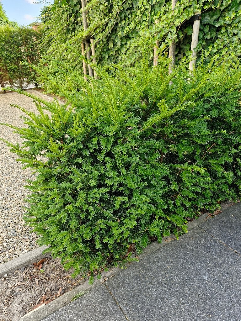 Taxus, Ophalen, Taxus, Struik, Minder dan 100 cm