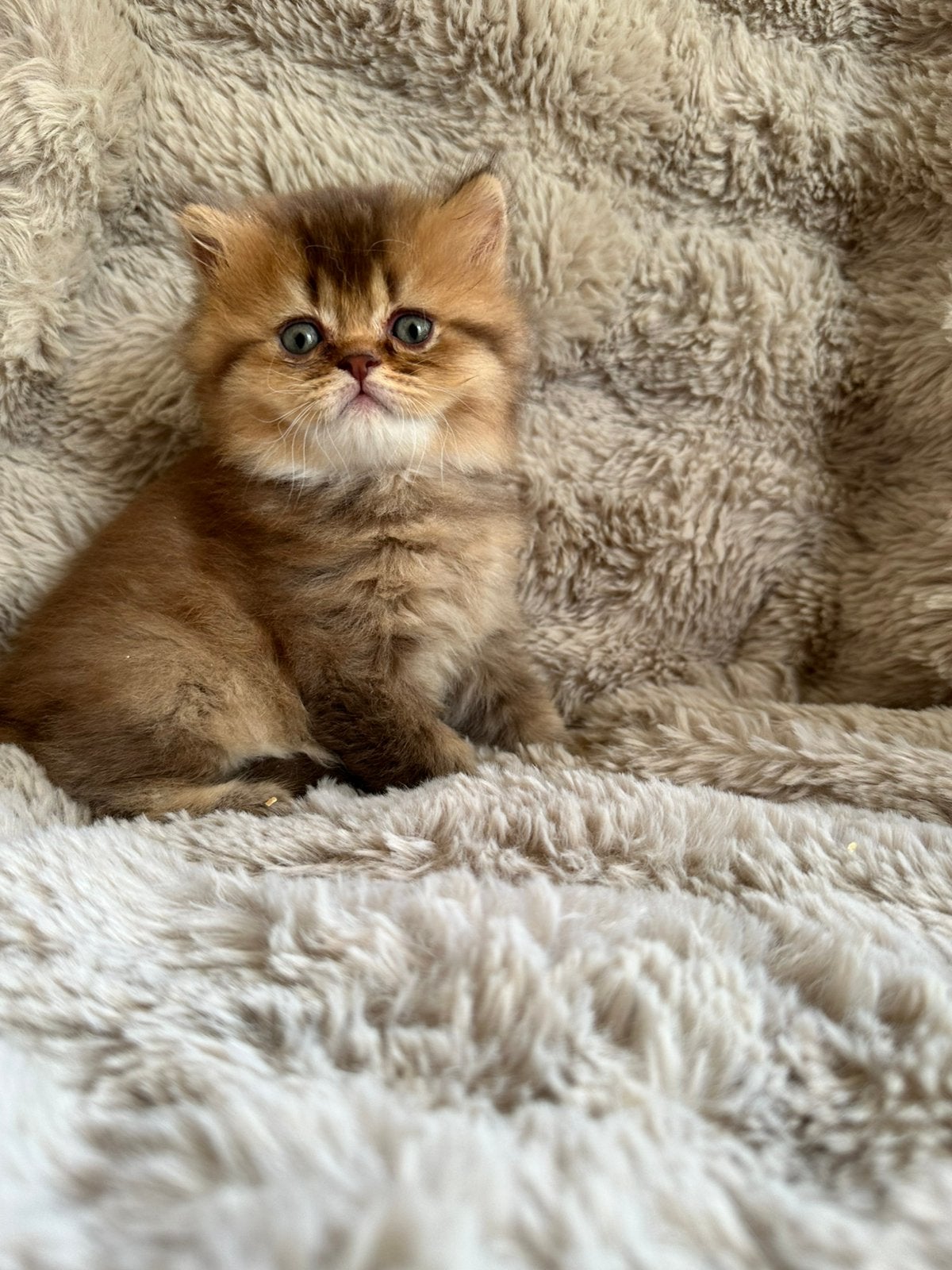 Prachtige Britse korthaar / langhaar kittens, Meerdere dieren, Gechipt