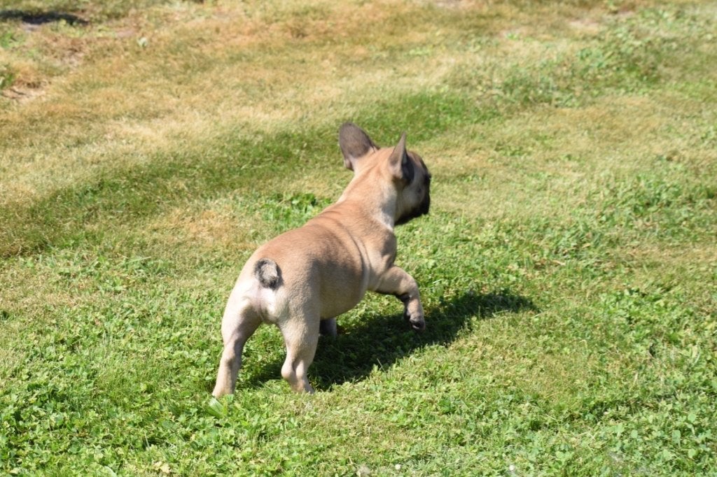 Franse bulldog pups korthaar en fluffy, 15 weken tot 1 jaar, Buitenland, Bulldog, Meerdere