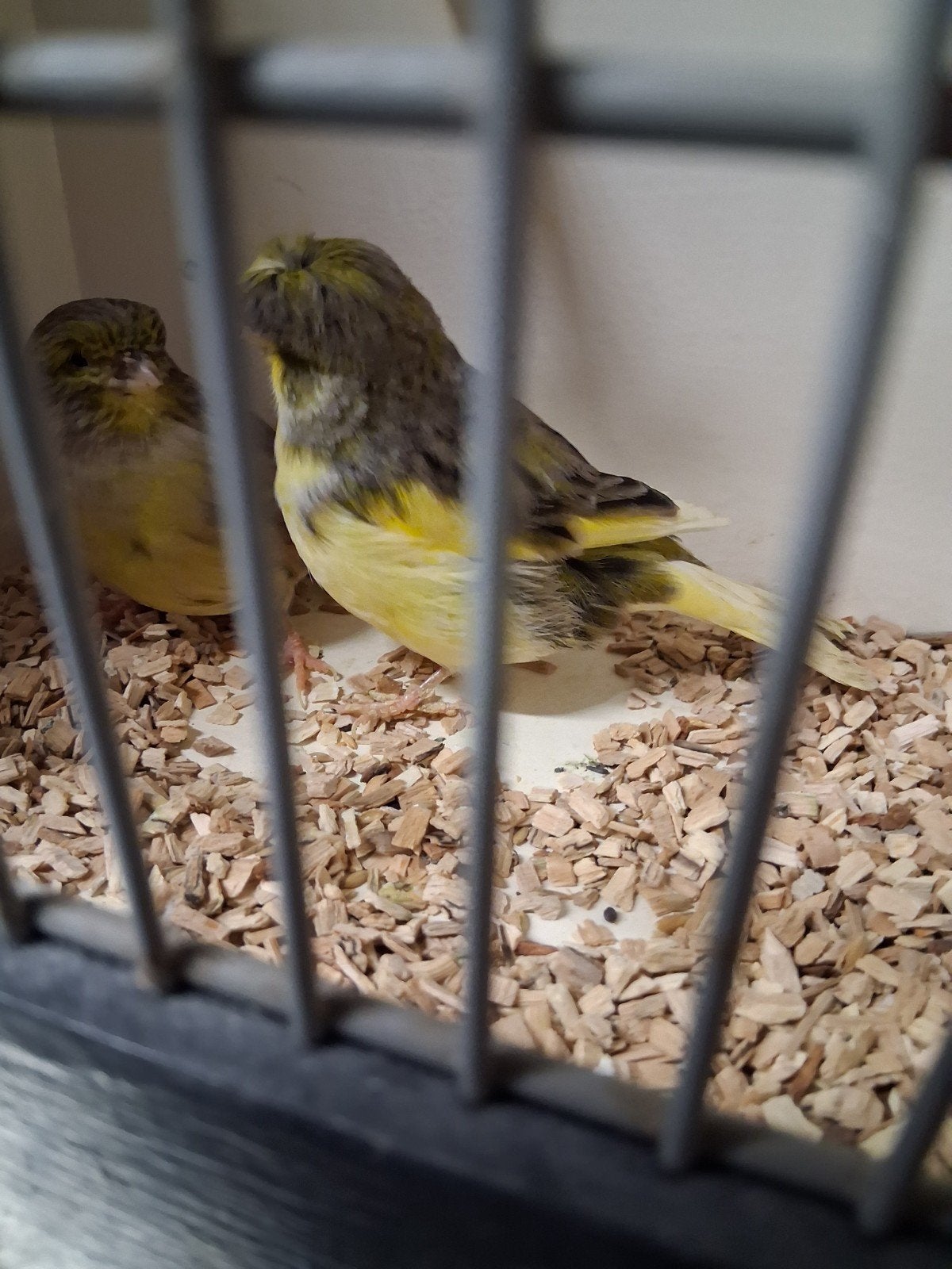 mooi koppel gloster kanaries, Meerdere dieren, Kleurkanarie