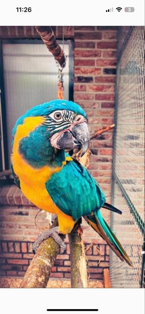 Koppel caninde ara’s, Dieren en Toebehoren, Meerdere dieren, Papegaai