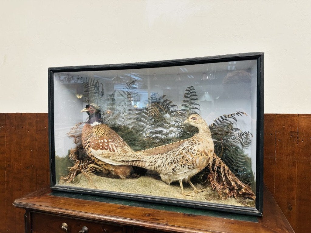 Antieke opgezette Fazanten in vitrine, Ophalen of Verzenden
