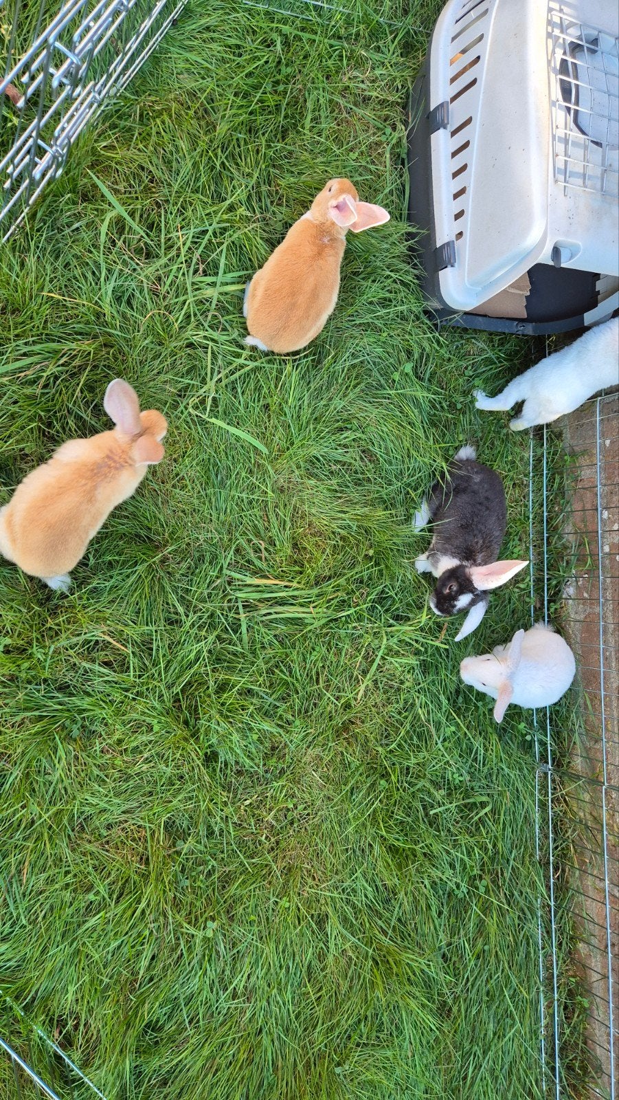 Jonge konijntjes Nieuw-Zeelander X Vlaamse reus, Dieren en Toebehoren, Meerdere dieren, Middelgroot, Hangoor, 0 tot 2 jaar