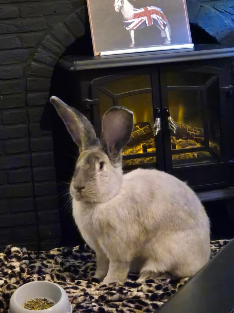 Lieve voedster, 2 jarige duitse reus, Vrouwelijk, Groot, 0 tot 2 jaar