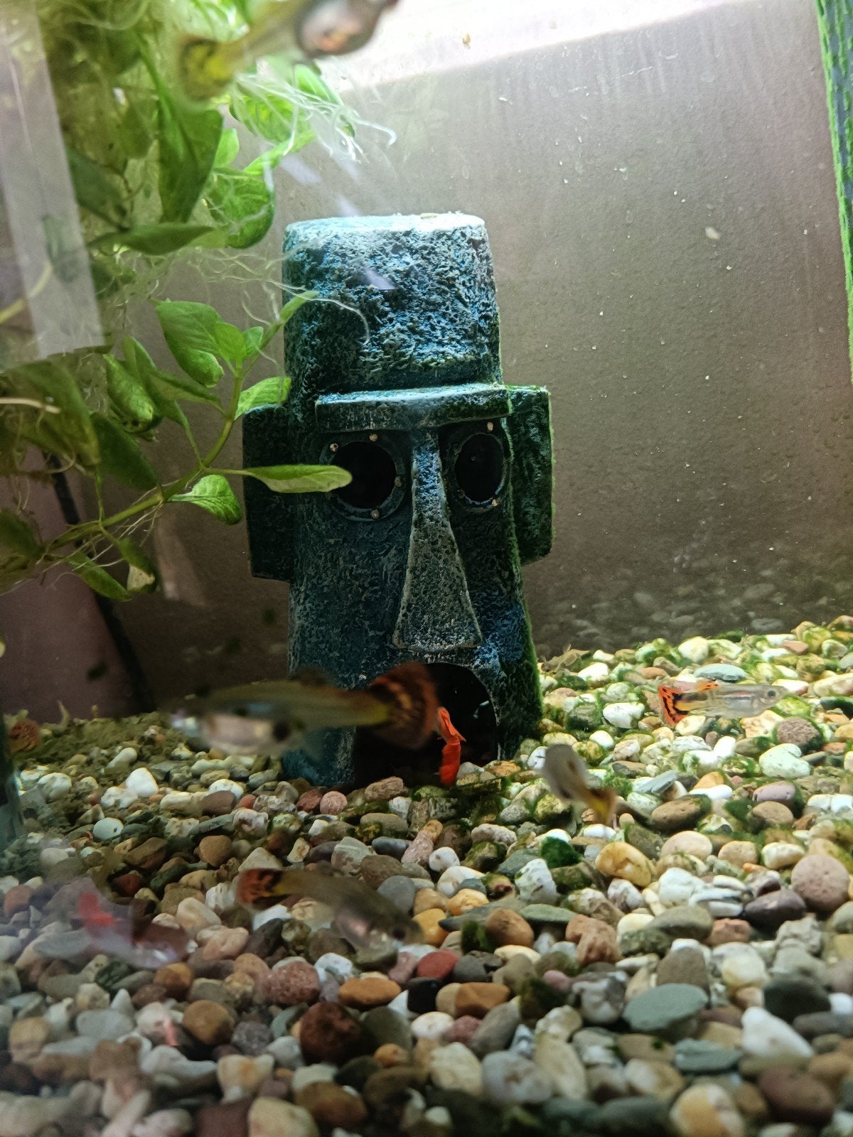 Gratis Guppies, Dieren en Toebehoren, Vissen | Aquariumvissen, Vis, Zoetwatervis