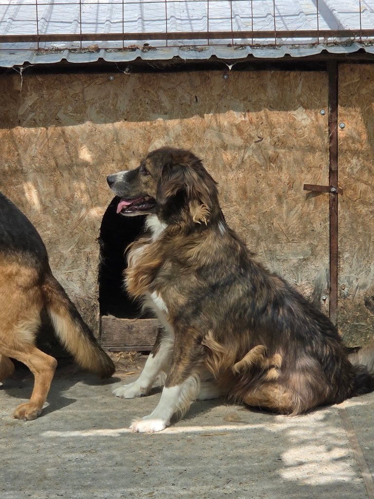 Stoere, lieve Teddy ter adoptie!, Dieren en Toebehoren, Honden | Niet-rashonden, Particulier, Reu, Buitenland, Eén hond