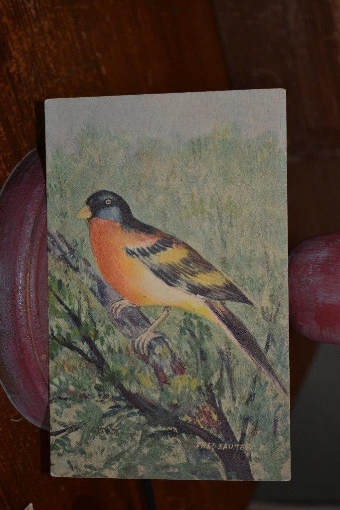 lot 4 kaarten vogels, Ophalen of Verzenden, 1980 tot heden, Gelopen, Sterren en Beroemdheden