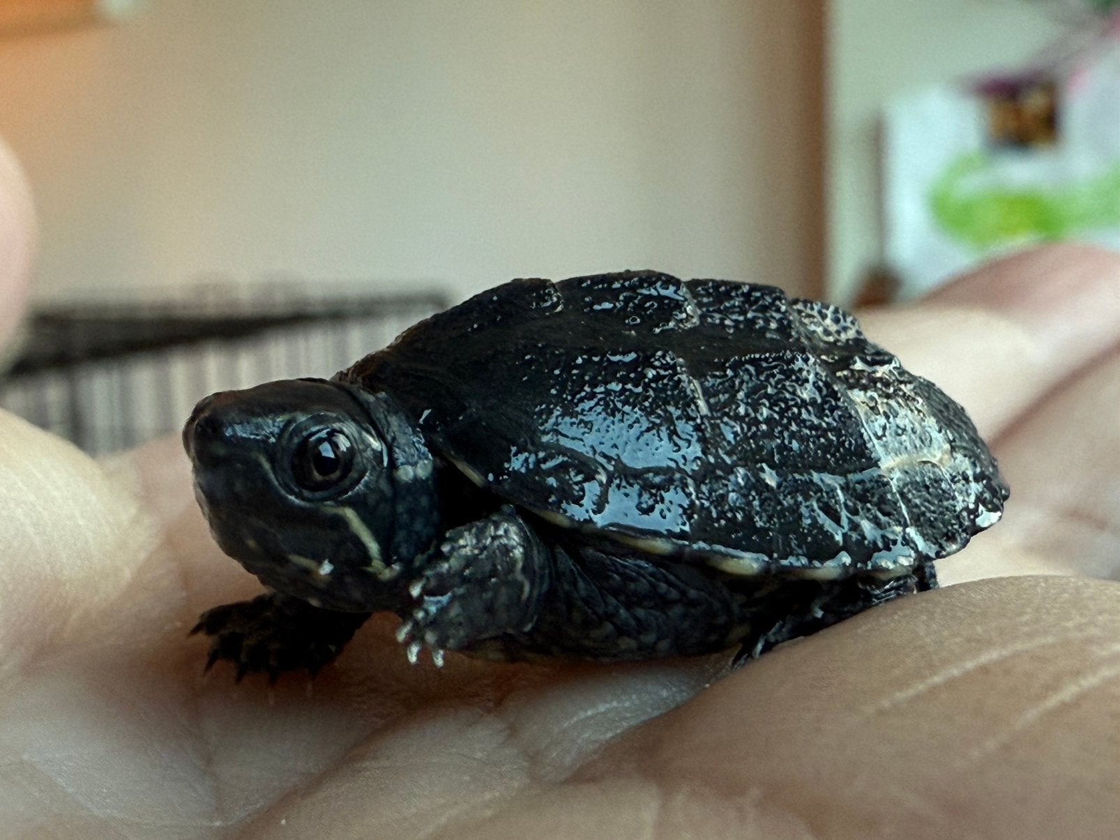 Muskusschildpad / STERNOTHERUS ODORATUS Baby’s Turtle - unknown for sale from Kimmey