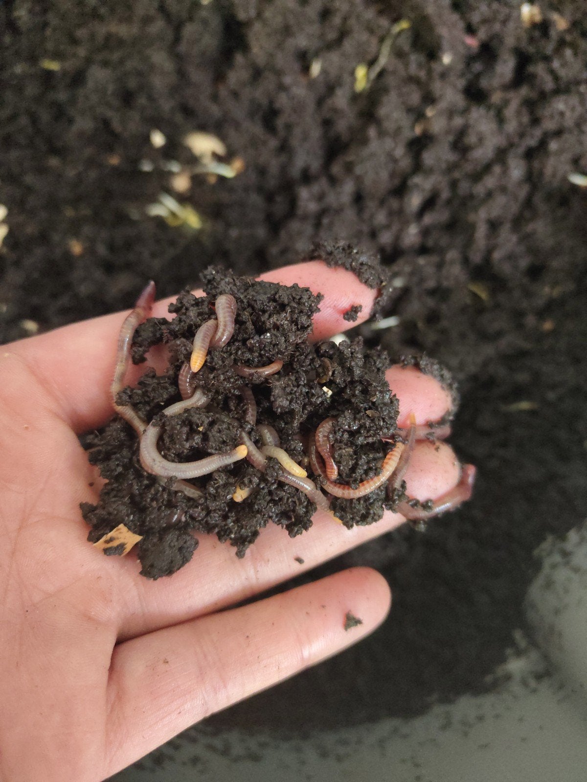 Compost wormen, 3 soorten alleen ophalen, Tuin en Terras, Aarde en Mest, Ophalen, Compost