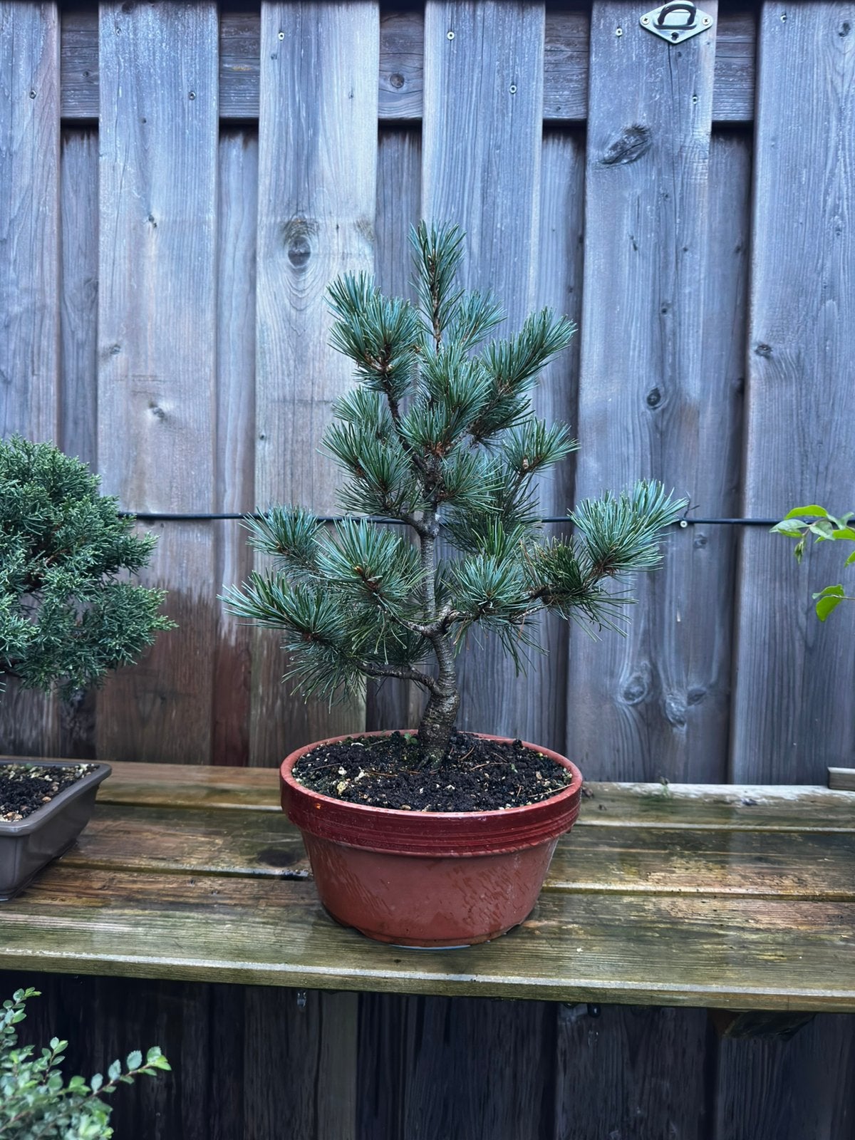 Japanese white pine bonsai, Bloeit niet, Overige soorten, Minder dan 100 cm, Ophalen