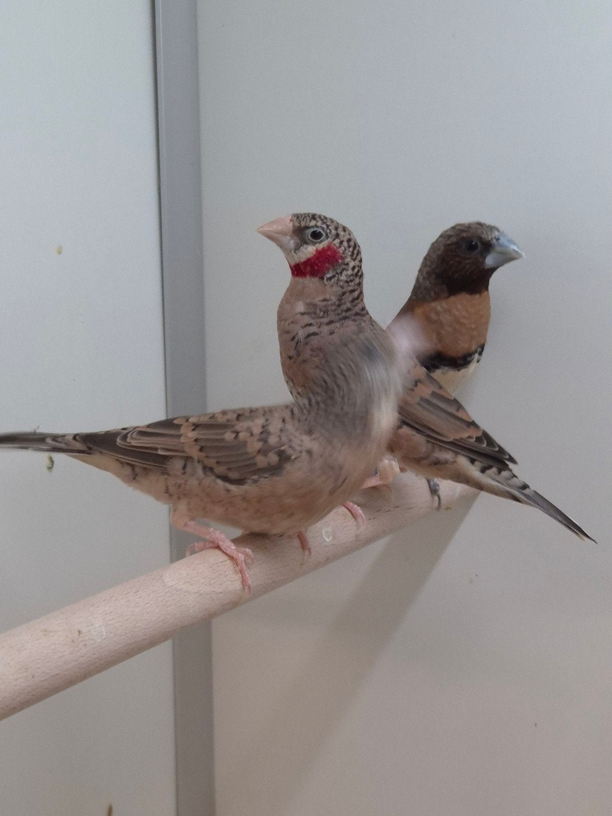 1-1 Bandvinken, Dieren en Toebehoren, Meerdere dieren, Tropenvogel, Geringd