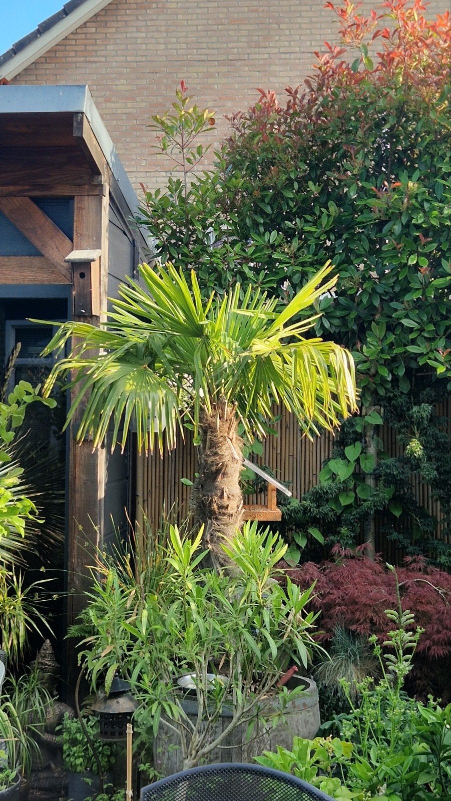 T/M vaderdag🌴 Trachycarpus Fortunei (50-70 cm) Palmbomen🌴, Ophalen, Vaste plant, Overige soorten, Halfschaduw