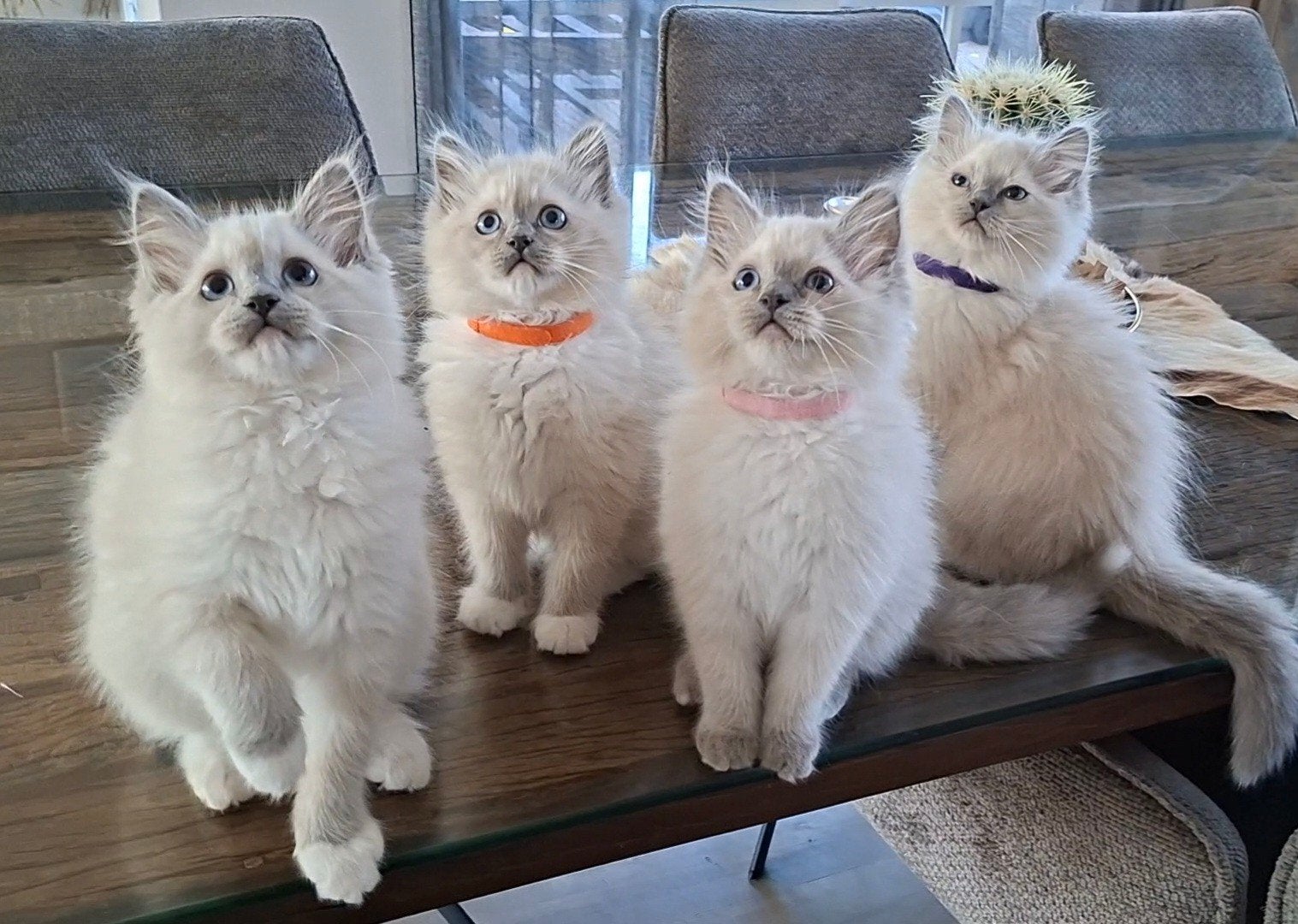 Blue point en blue mitted Ragdoll kittens met stamboom, Meerdere dieren, Met stamboom, 0 tot 2 jaar