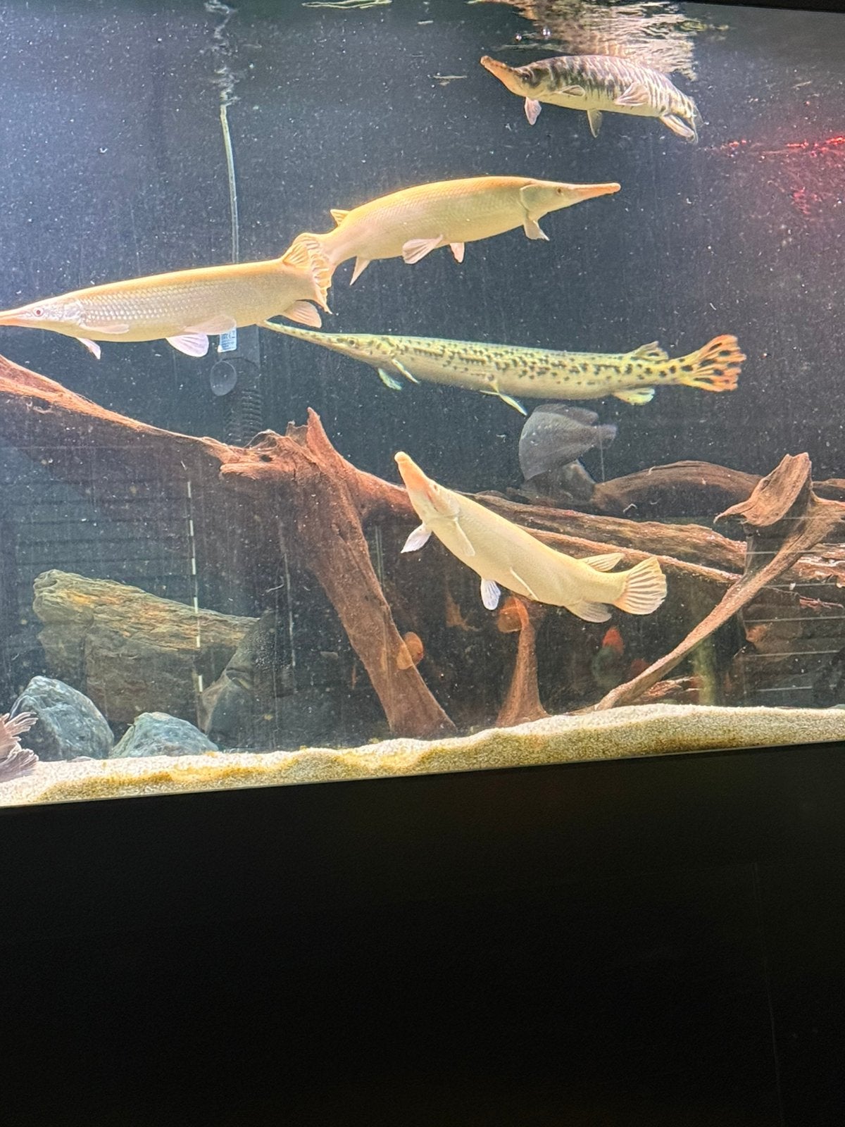 4 Florida gars 1 longnose, Dieren en Toebehoren, Vissen | Aquariumvissen, Vis