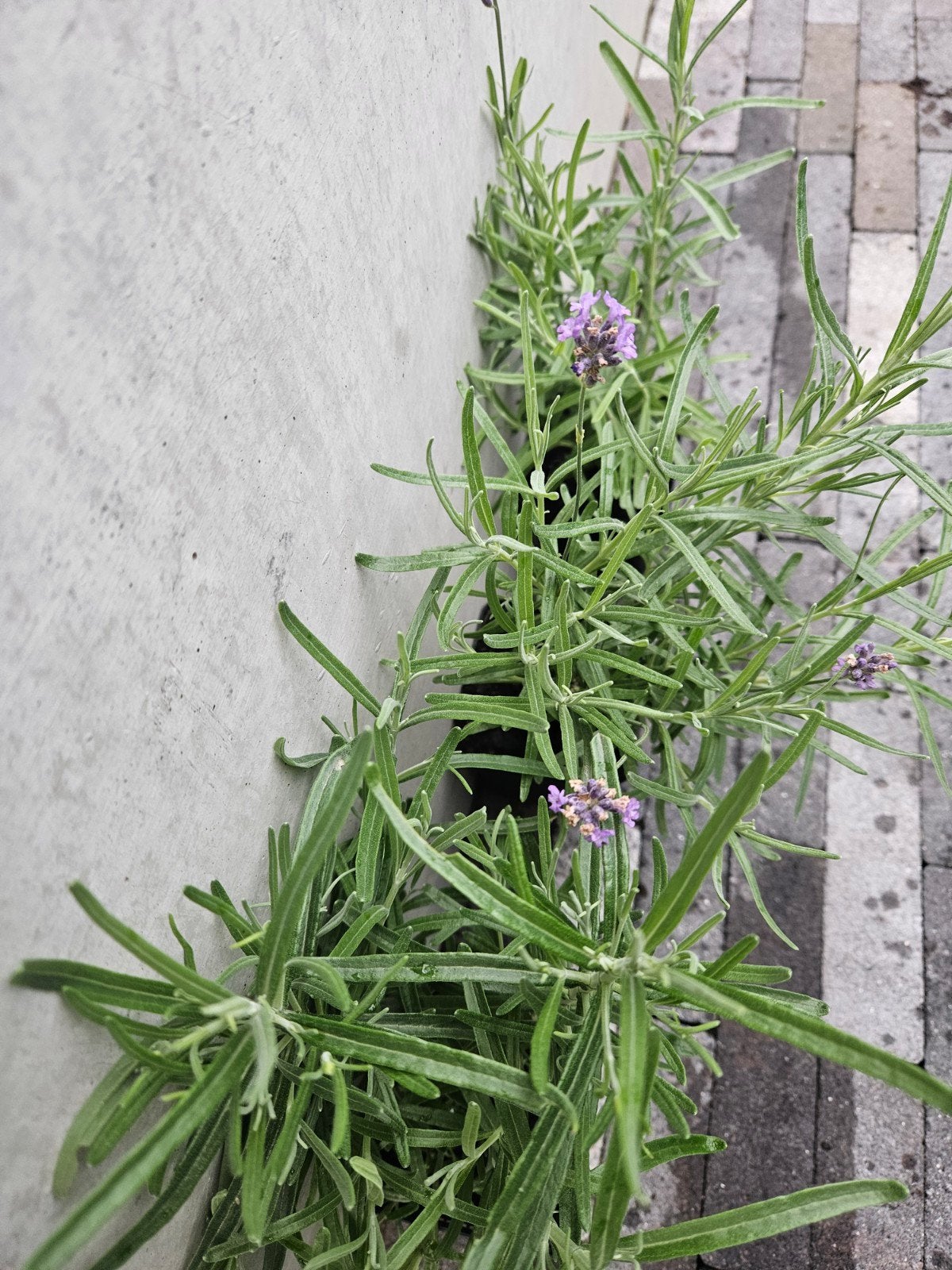 lavendel munstead, Volle zon, Vaste plant, Zomer, Ophalen
