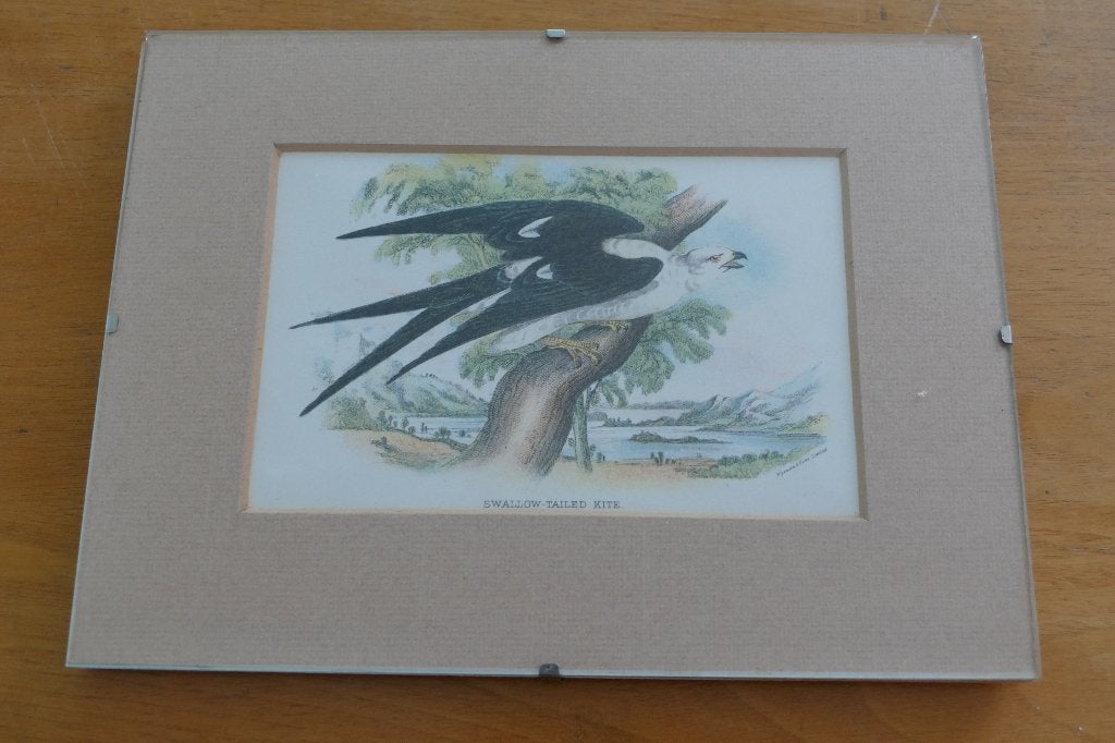 Chromo litho: Swallow tailed kite, Ingelijst, Ophalen of Verzenden