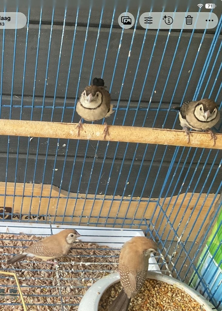 5 jonge prachtige bichenowastrildes te koop, Dieren en Toebehoren, Meerdere dieren, Tropenvogel