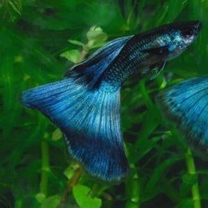 Bleu moscow guppies, Vis, Zoetwatervis, Schoolvis