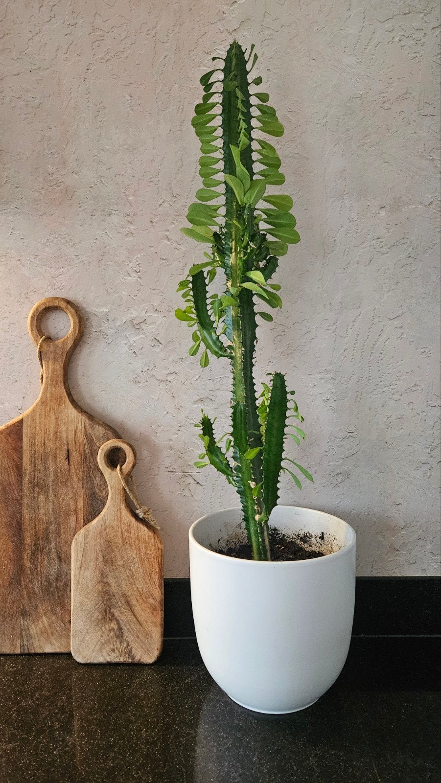 Grote Euphorbia Trigona Cactus / Afrikaanse melkboom plant, Ophalen of Verzenden, Nieuw