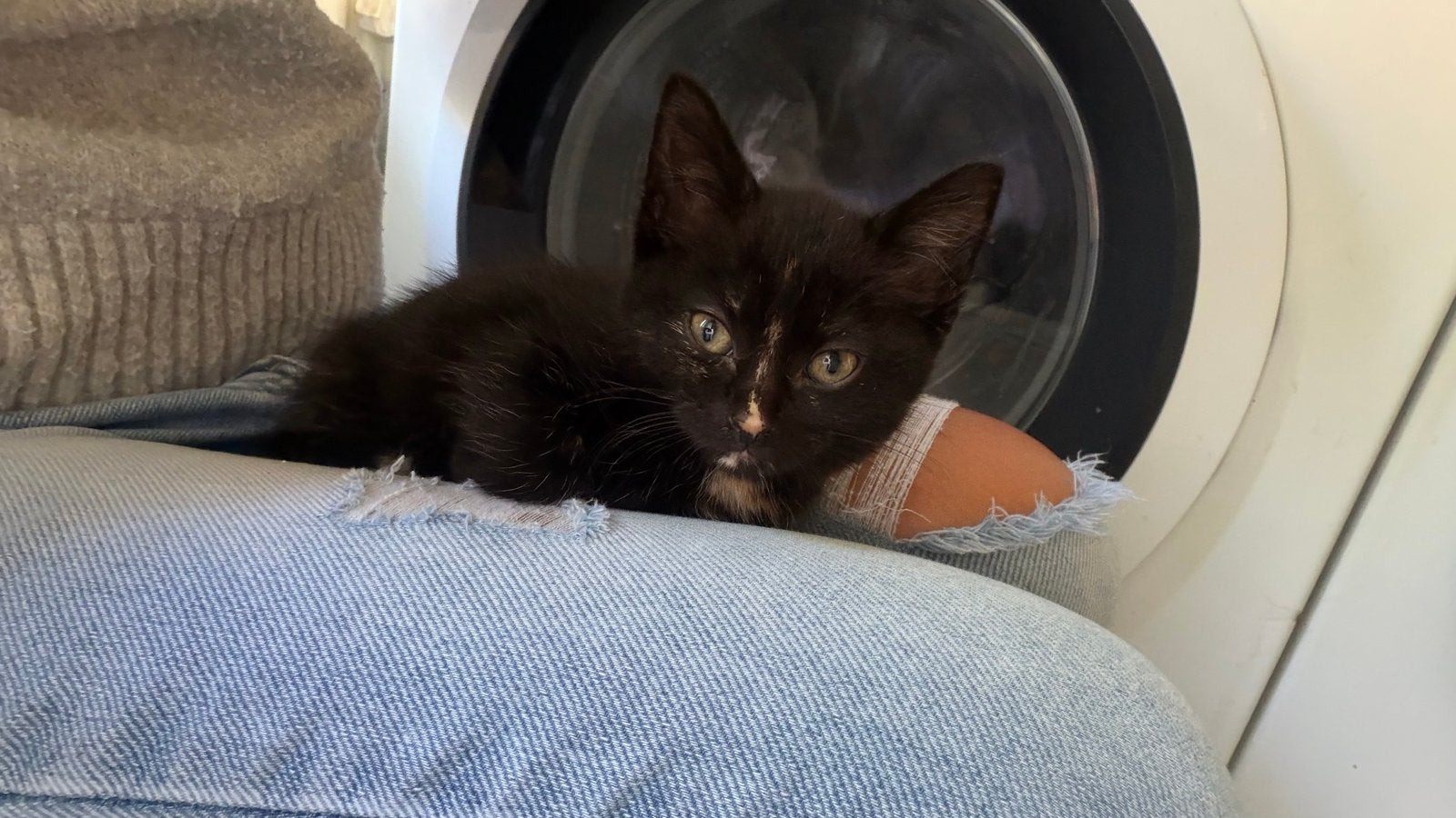 Kittens zoeken huisje, Dieren en Toebehoren, Meerdere dieren