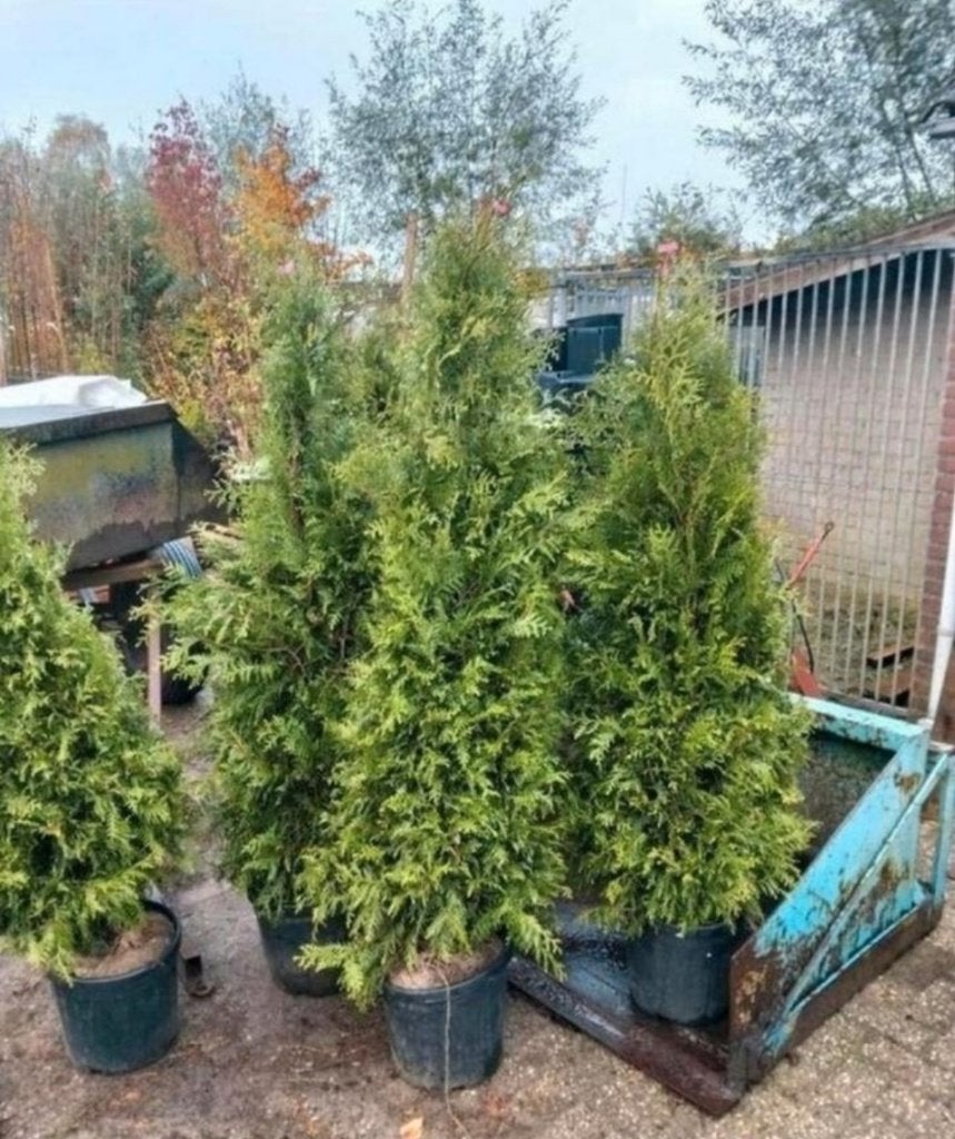 Thuja brabant, Tuin en Terras, Ophalen, Conifeer, 100 tot 250 cm