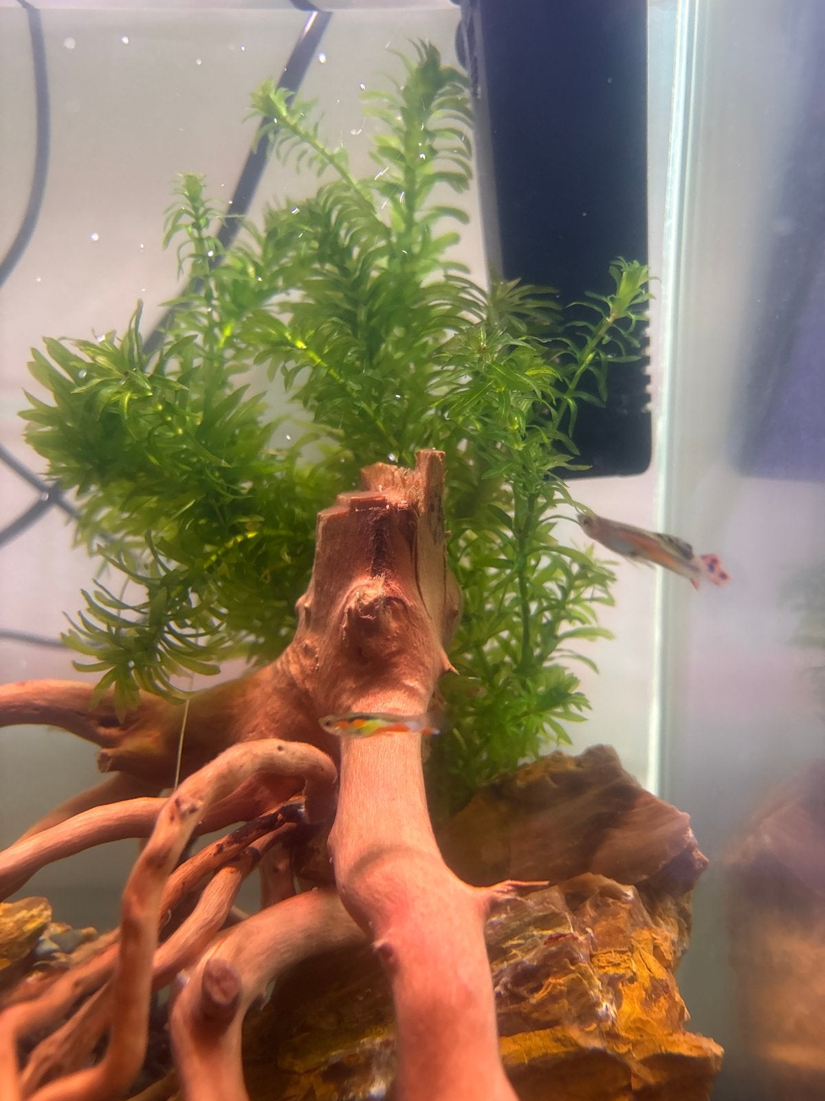 3 kleurige guppy’s, Vis