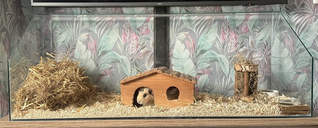 Glazen hok voor cavia of andere knaagdieren 120x45x45, Dieren en Toebehoren, Knaagdieren en Konijnen | Hokken en Kooien, Hok, Muis