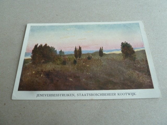 Kootwijk circa 1955 Jeneverbesstruiken Staatsbosbeheer, Ophalen of Verzenden, 1940 tot 1960, Ongelopen