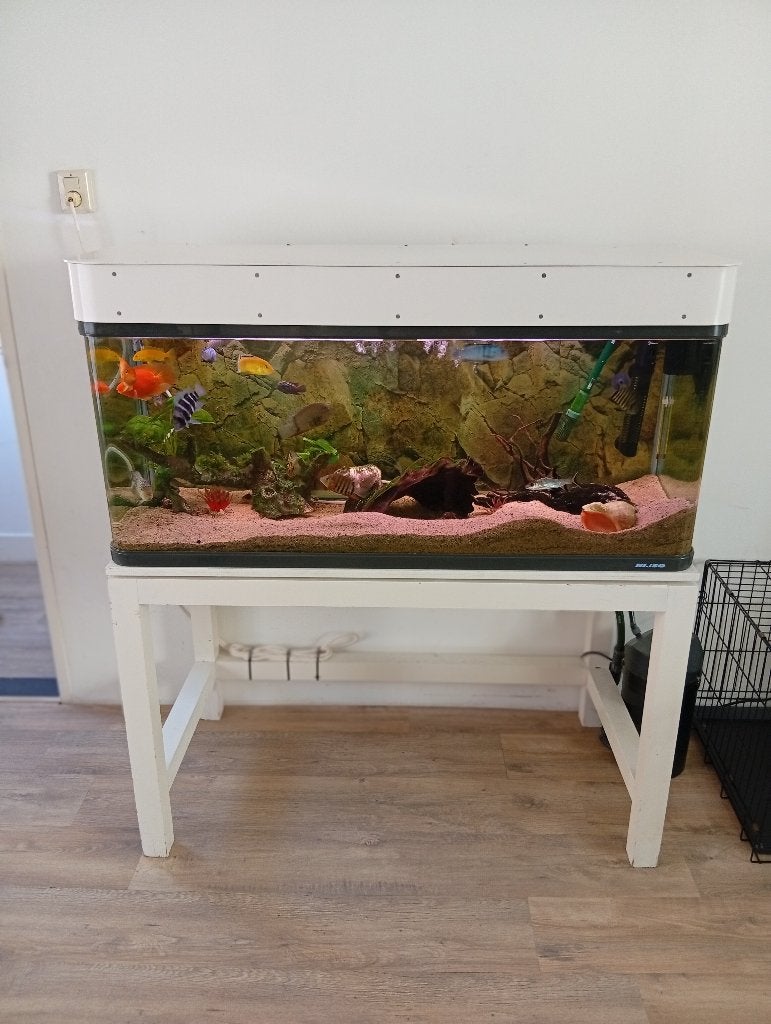 Compleet gevuld zoetwater aquarium 200€, Dieren en Toebehoren, Ophalen, Inclusief vissen, Gebruikt, Gevuld zoetwateraquarium