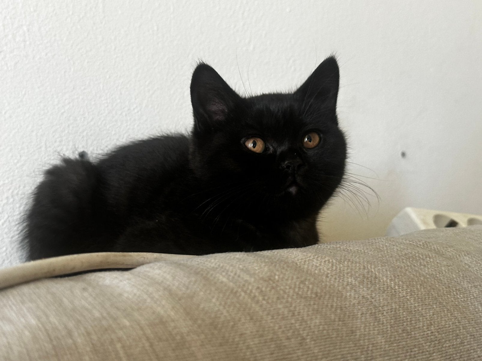 Nog 1 britse korthaar kitten poekie mag verhuizen, Meerdere dieren, Ontwormd, 0 tot 2 jaar
