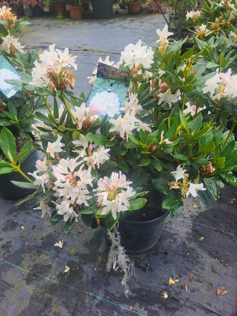 Mooie grote rhododendrons, Tuin en Terras, Ophalen of Verzenden