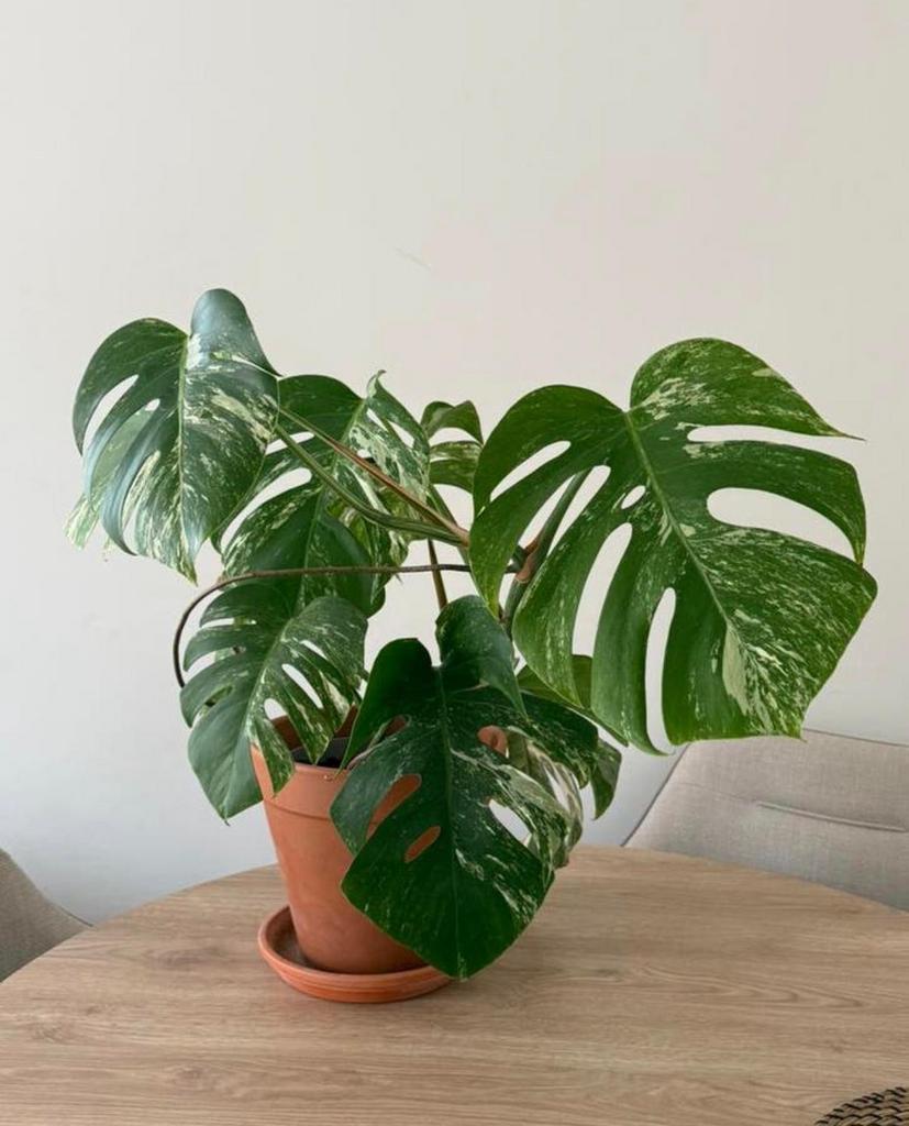 Monstera Albo Varigata, Huis en Inrichting, Kamerplanten, Ophalen of Verzenden, Halfschaduw, Minder dan 100 cm