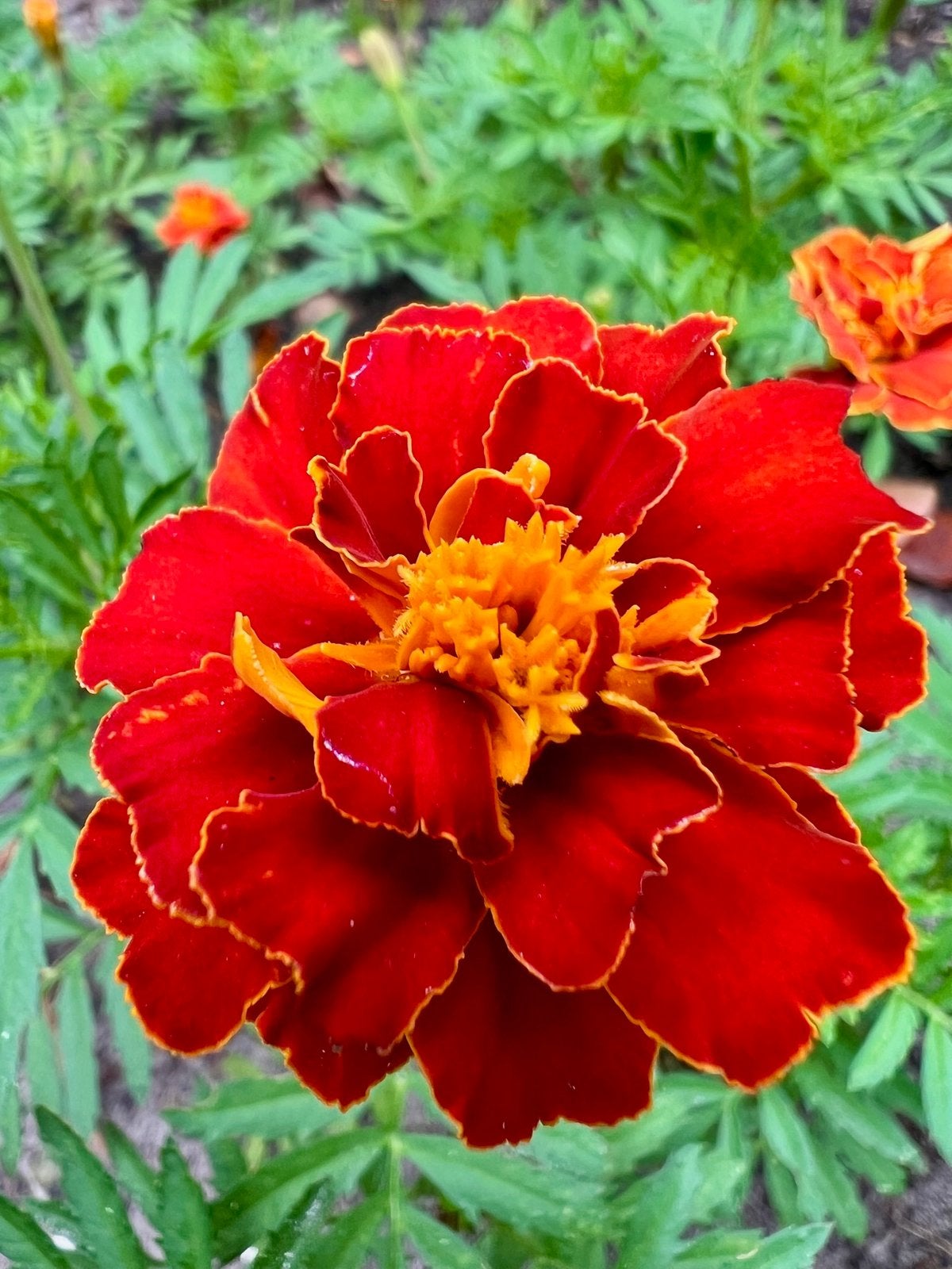 AFRIKAANTJES TAGETES uit Biologische tuin, Volle zon, Eenjarig, Zomer, Ophalen