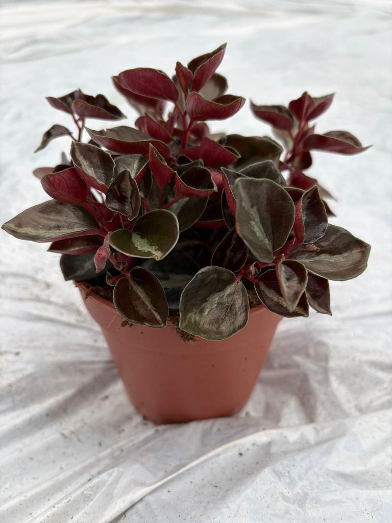 Peperomia Metallica, Huis en Inrichting, Kamerplanten, Ophalen of Verzenden, Halfschaduw, Minder dan 100 cm